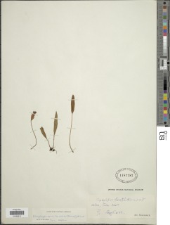 Elaphoglossum lorentzii image