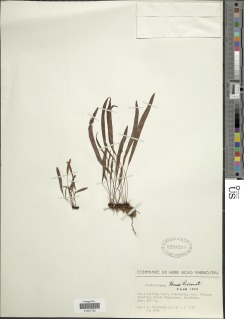 Elaphoglossum tenax image