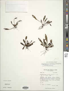 Elaphoglossum horridulum image