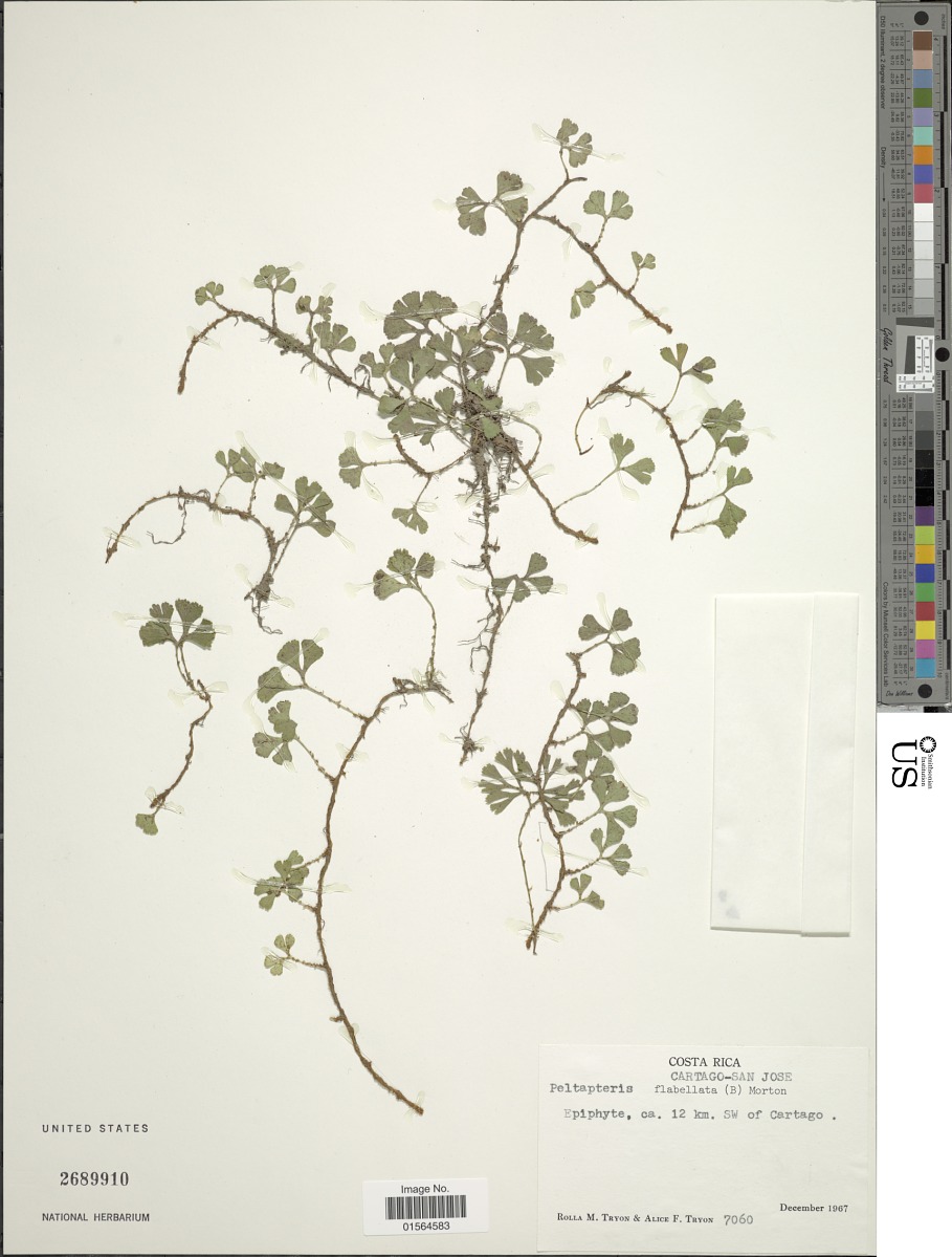 Elaphoglossum peltatum f. flabellatum image