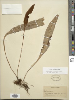 Elaphoglossum killipianum image