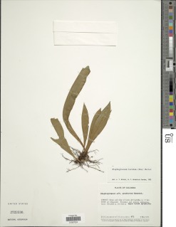 Image of Elaphoglossum maritzae
