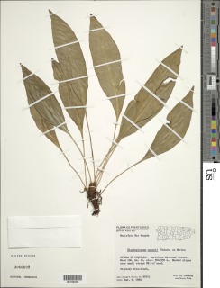 Elaphoglossum maxonii image
