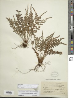 Polystichum machaerophyllum image