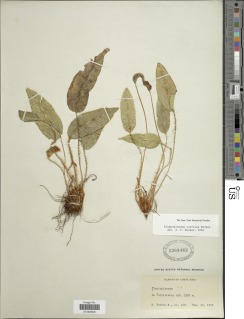 Elaphoglossum caroliae image