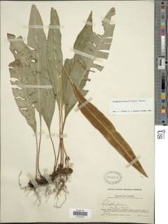 Elaphoglossum biolleyi image