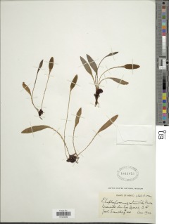 Elaphoglossum gratum image