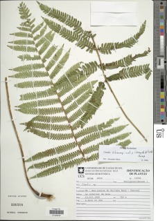 Ctenitis submarginalis var. tenuifolia image