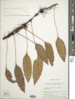 Elaphoglossum scandens image
