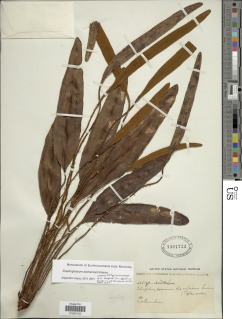 Elaphoglossum aschersonii image