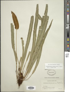 Elaphoglossum eximium image