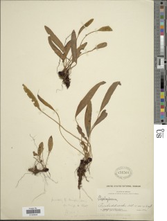 Elaphoglossum gratum image