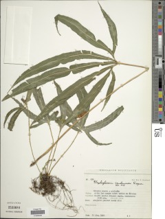 Elaphoglossum cardenasii image