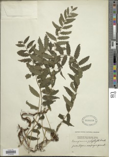 Lomagramma polyphylla image