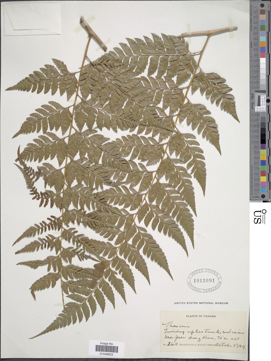 Maxonia apiifolia var. dualis image
