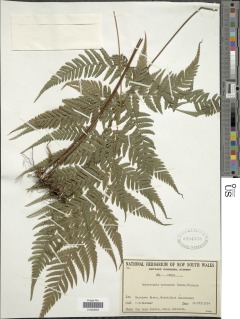 Image of Lastreopsis wurunuran