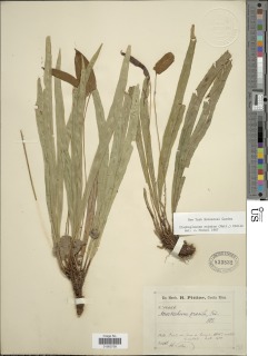 Elaphoglossum eximium image