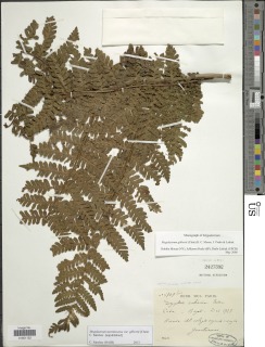 Megalastrum gilbertii image