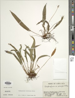 Elaphoglossum costaricense image