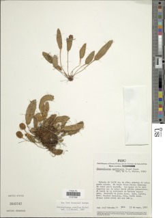 Elaphoglossum rubellum image