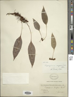Elaphoglossum brevipes image