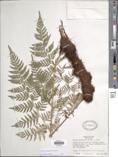 Maxonia apiifolia image