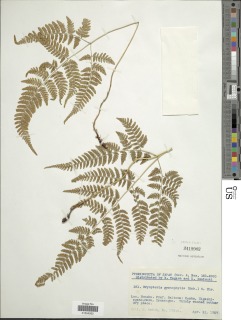 Dryopteris gymnophylla image