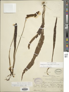 Elaphoglossum pteropodum image