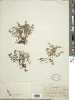 Elaphoglossum moorei image
