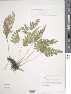 Polystichopsis pubescens image
