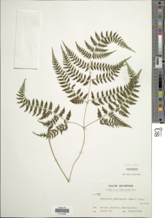 Dryopteris gymnophylla image