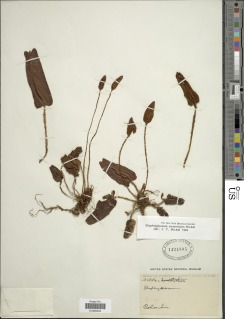 Elaphoglossum exsertipes image