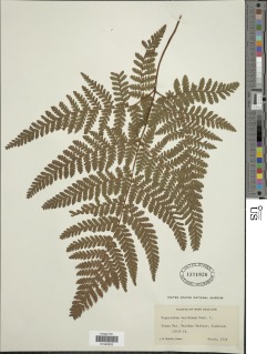 Lastreopsis velutina image