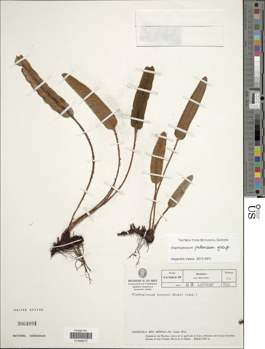 Elaphoglossum luteynii image
