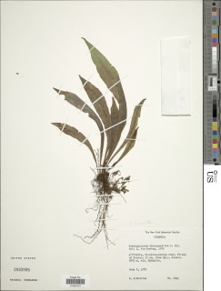 Elaphoglossum maculatum image