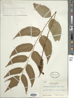 Cyrtomium macrophyllum image