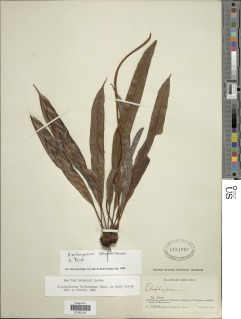 Elaphoglossum hammelianum image
