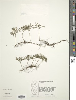 Elaphoglossum peltatum image