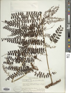 Arthrobotrya articulata image