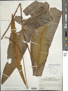 Elaphoglossum macrophyllum image