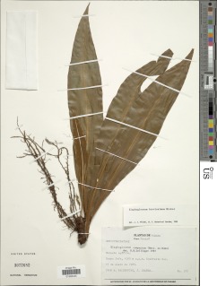 Elaphoglossum brevissimum image