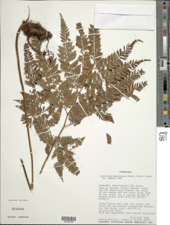 Olfersia macrostegia image