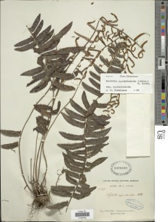 Bolbitis appendiculata image