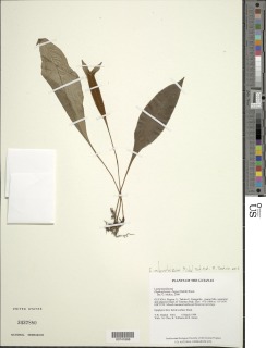 Elaphoglossum mitorrhizum image