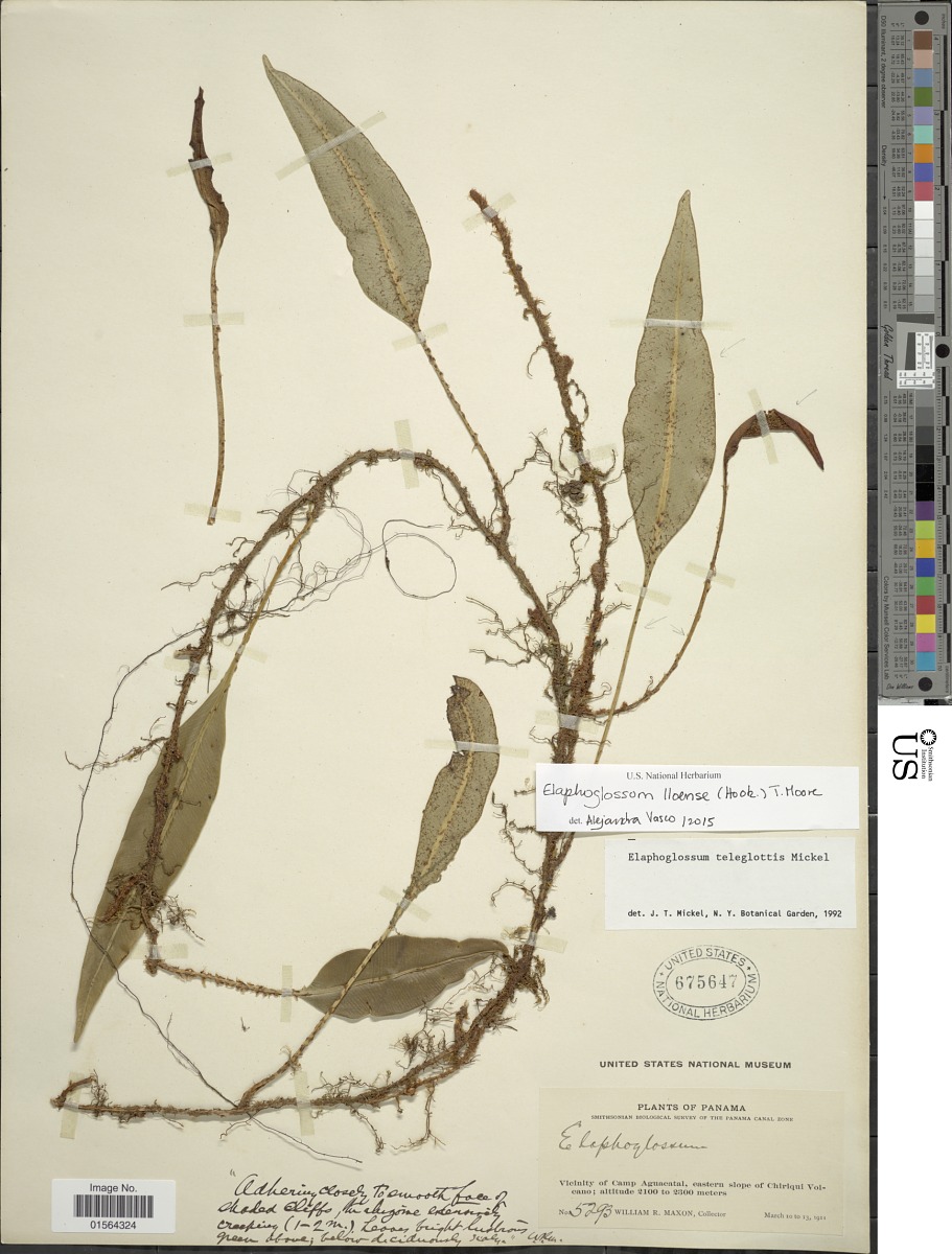 Elaphoglossum lloense image