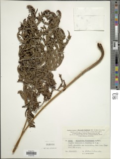 Lastreopsis vieillardii image