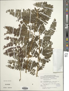 Arthrobotrya articulata image