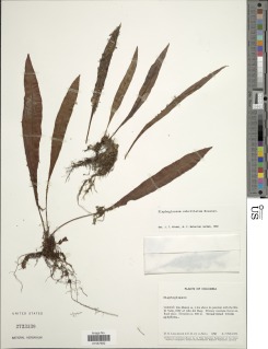 Elaphoglossum litanum image