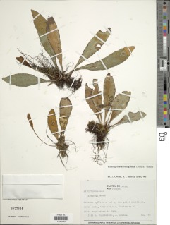 Image of Elaphoglossum boragineum