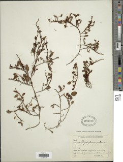 Elaphoglossum ovatum image